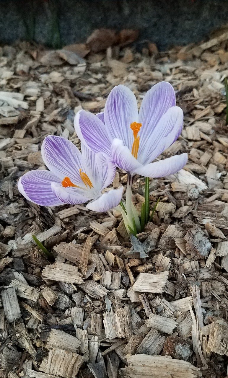 crocus, beautiful flowers, flowers-4931554.jpg